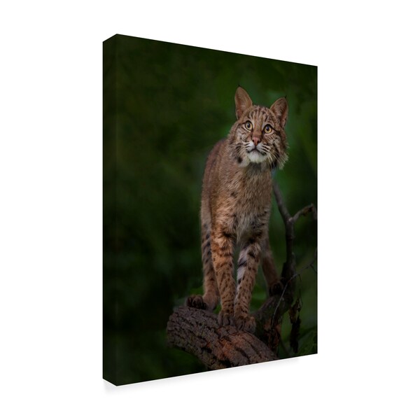 Galloimages Online 'Bobcat Poses On Tree Branch 1' Canvas Art,18x24